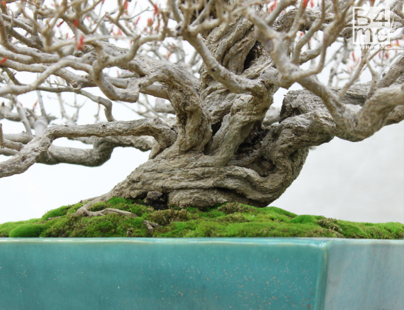Punica granatum/Pomegranate bonsai